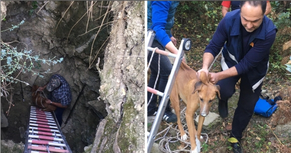 DEFİNECİ KUYUSUNA DÜŞEN KÖPEK KURTARILDI